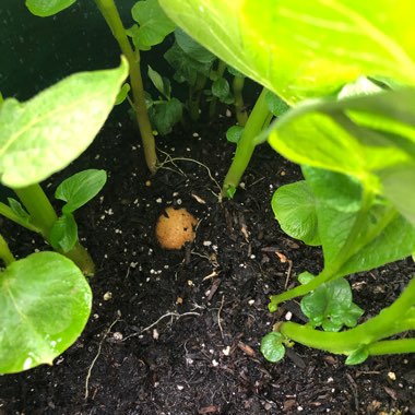 Solanum tuberosum 'Maris Piper'