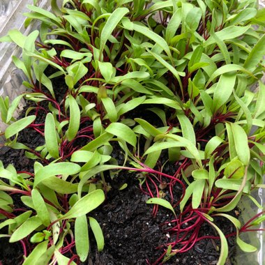 Beta Vulgaris 'Detroit Dark Red Beet'