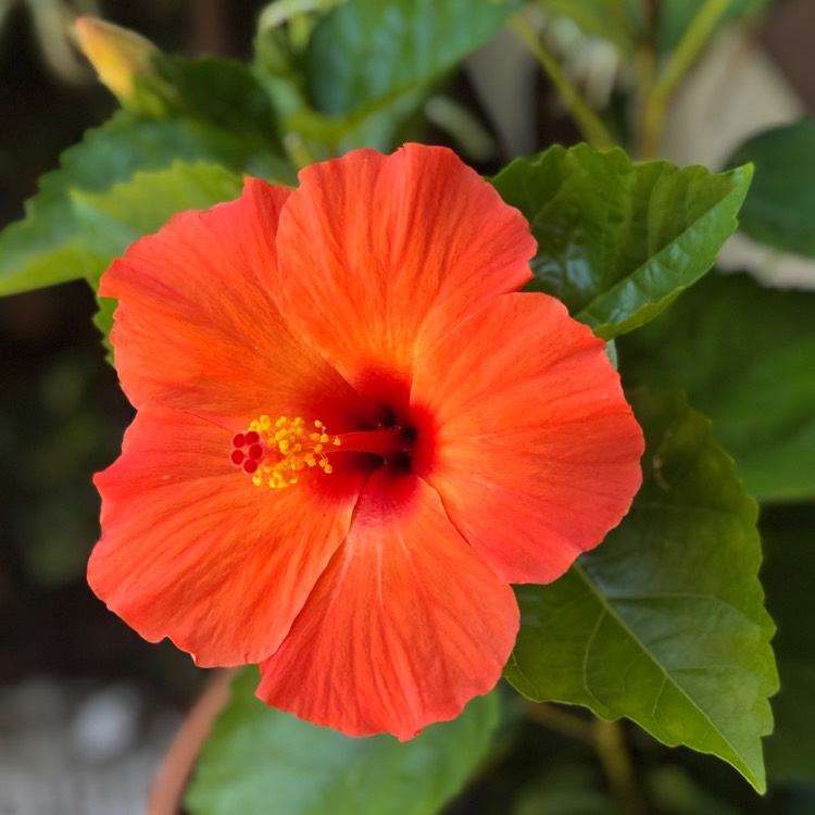 Plant image Hibiscus Fiori Grande