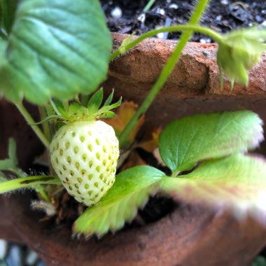 Fragaria x ananassa 'Elsanta'