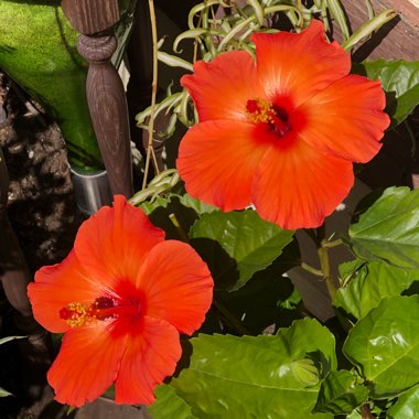 Hibiscus Fiori Grande