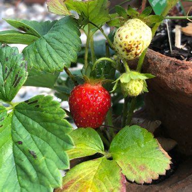 Fragaria x ananassa 'Elsanta'