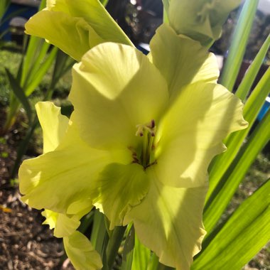 Gladiolus 'Green Star'