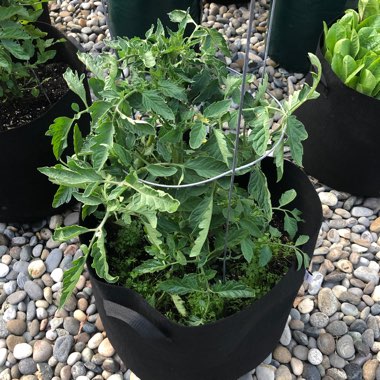 Solanum lycopersicum 'Black Prince'