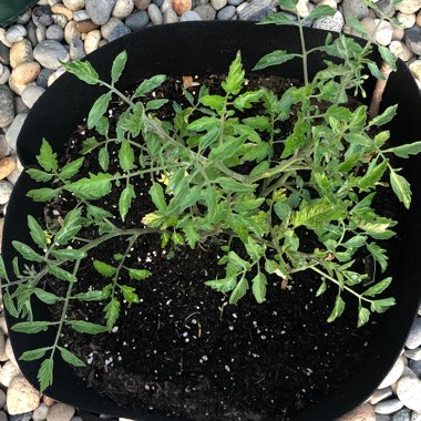 Solanum lycopersicum 'Sungold' syn. Solanum lycopersicum 'Sun Gold'