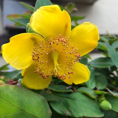 Hypericum Beanii