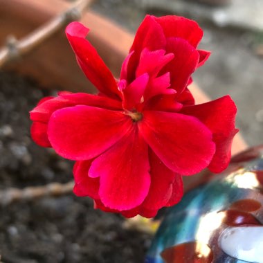 Pelargonium peltatum