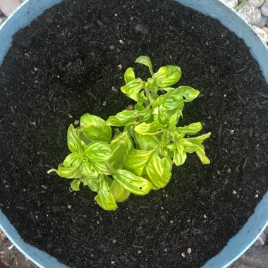 Ocimum basilicum 'Sweet Mammoth'