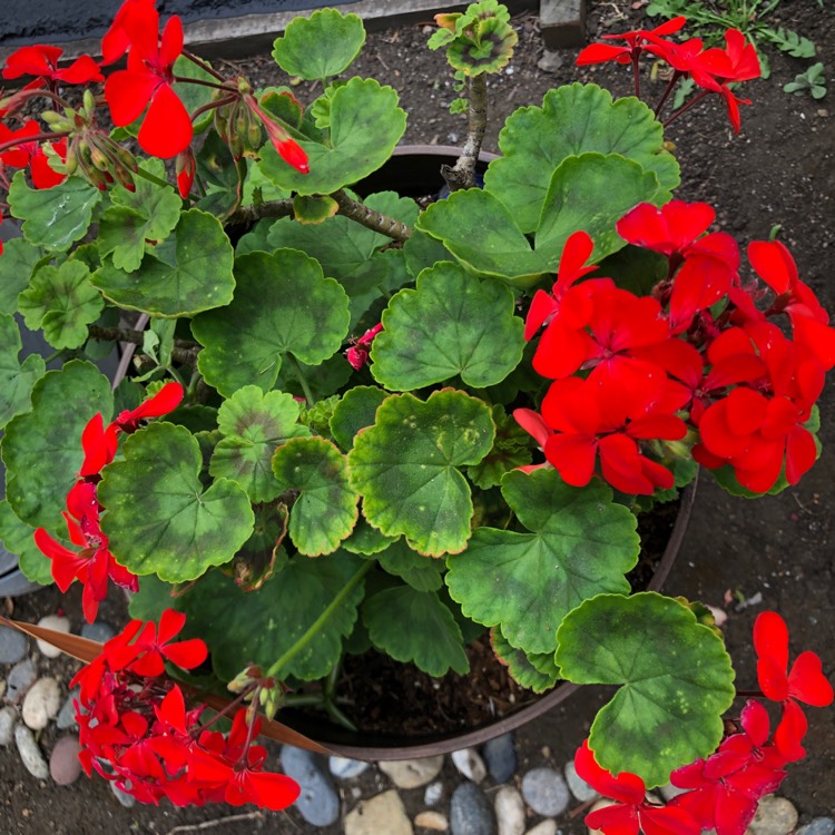 Plant image Pelargonium 'Best Red'