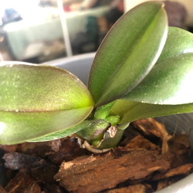 Phalaenopsis amabilis (Miniature)