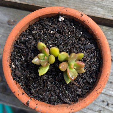 Sedum Golden Glow