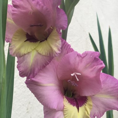 Gladiolus 'Oracle'