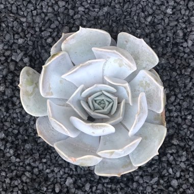 Echeveria Pollux