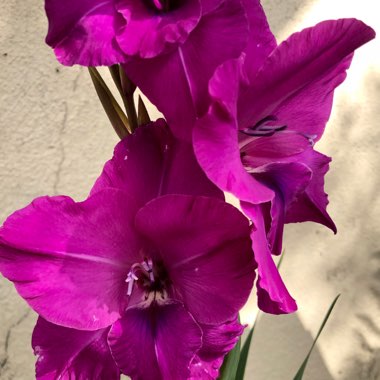 Gladiolus