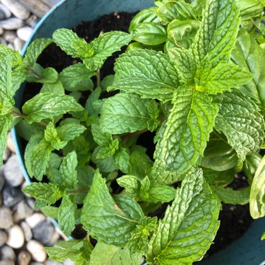 Mentha spicata