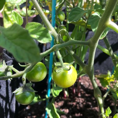 Solanum lycopersicum 'Sungold' syn. Solanum lycopersicum 'Sun Gold'