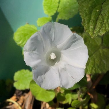 Ipomoea Tricolor 'Pearly Gates'