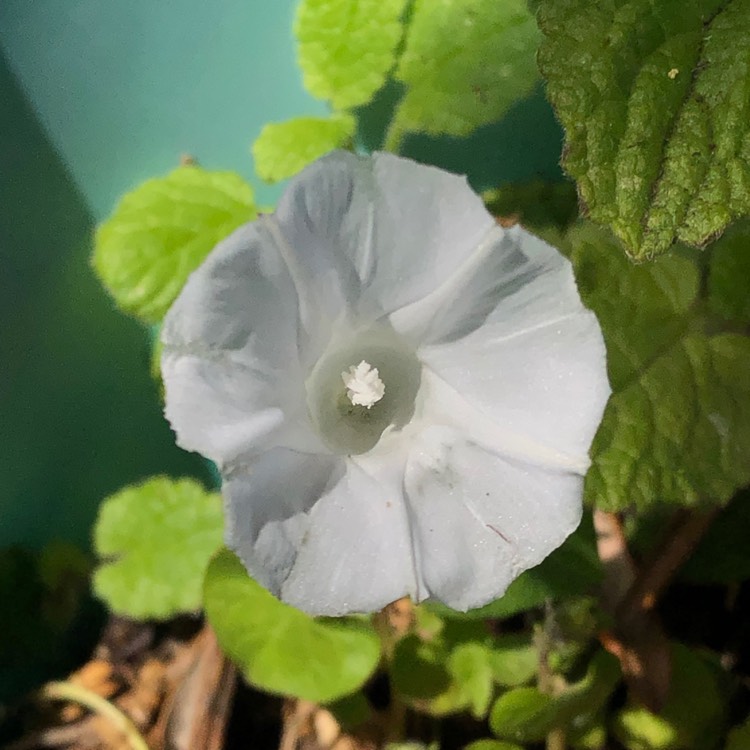 Plant image Ipomoea Tricolor 'Pearly Gates'