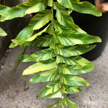 Nephrolepis Exaltata ‘Variegata'