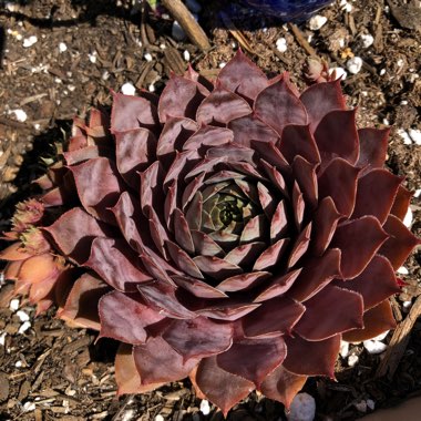 Sempervivum Pinkerine