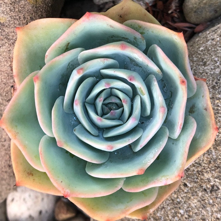 Plant image Echeveria Halbingeri