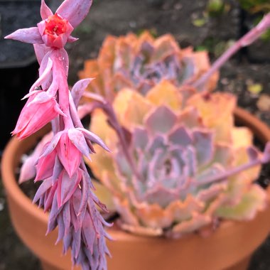 Echeveria Blue Curls