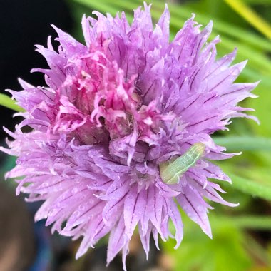 Allium schoenoprasum