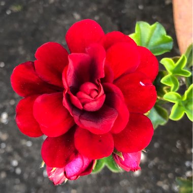 Pelargonium 'Great Balls Of Fire Dark Red' (Great Balls Of Fire Series)