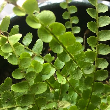 Nephrolepis duffii syn. Nephrolepis cordifolia 'Duffii', Nephrolepis cordifolia 'Lemon Buttons'