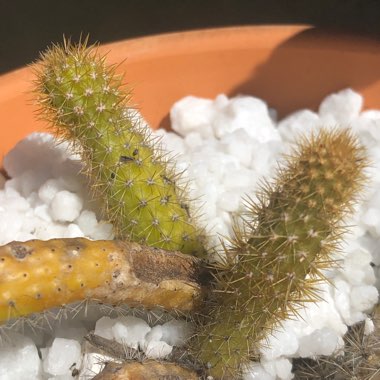 Disocactus flagelliformis syn. Aporocactus flagelliformus