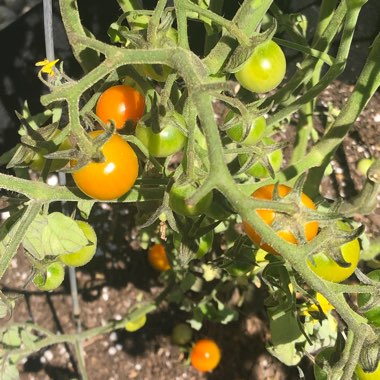 Solanum lycopersicum 'Sungold' syn. Solanum lycopersicum 'Sun Gold'