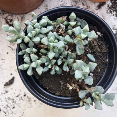 Oscularia deltoides syn. Lampranthus deltoides