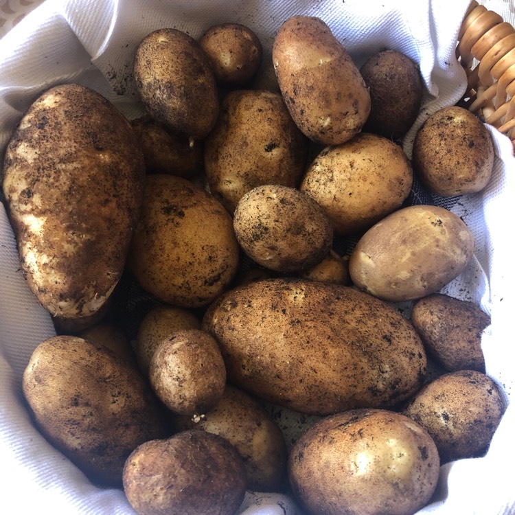 Plant image Solanum tuberosum 'Maris Piper'