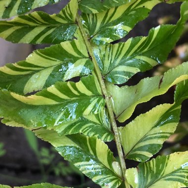 Nephrolepis Exaltata ‘Variegata'