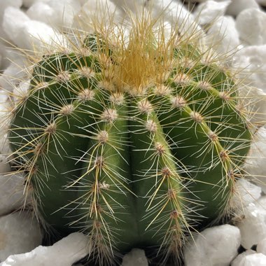 Parodia Magnifica