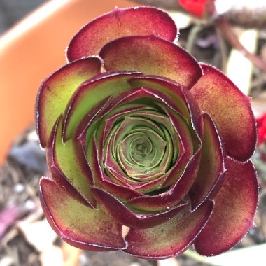 Aeonium Arboreum Velour