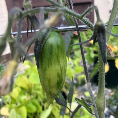 Solanum lycopersicum 'Speckled Roman'