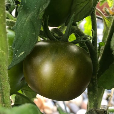 Solanum lycopersicum 'Black Prince'