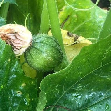 Cucurbita Maxima 'Jack O'Lantern'