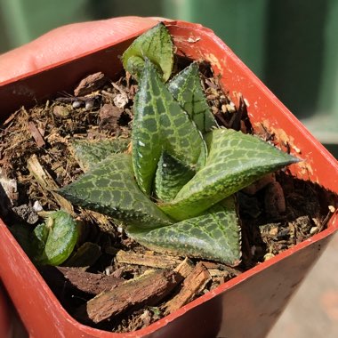 Haworthia Venosa ssp. Tessllata