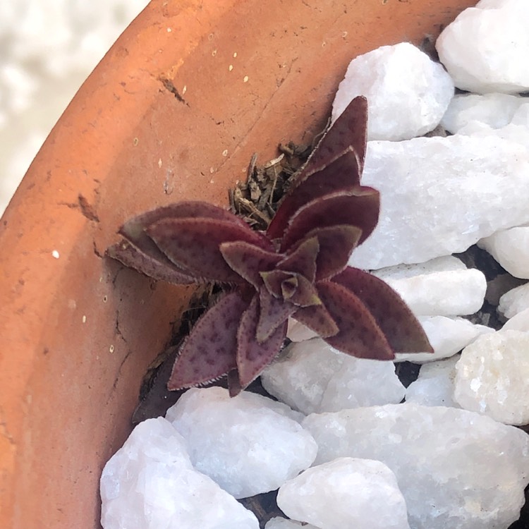 Plant image Crassula Capitella ssp. Thyrsiflora