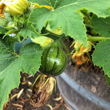 Cucurbita Maxima 'Jack O'Lantern'