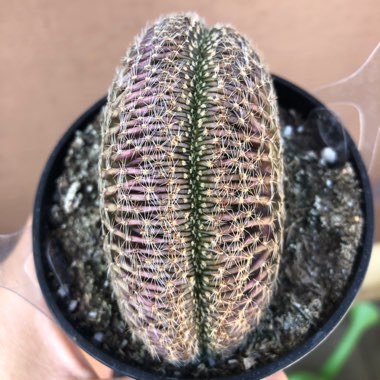 Lobivia famatimensis crested