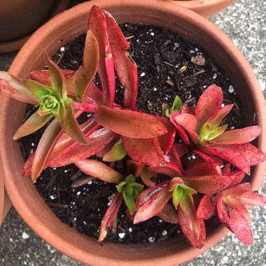 Crassula capitella 'Campfire'