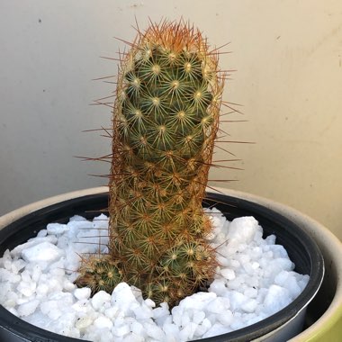 Mammillaria elongata 'Copper King'