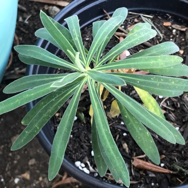 Euphorbia x martini 'Baby Charm'