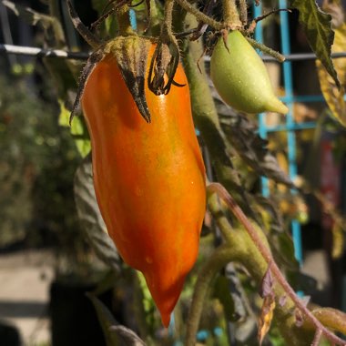 Solanum lycopersicum 'Speckled Roman'