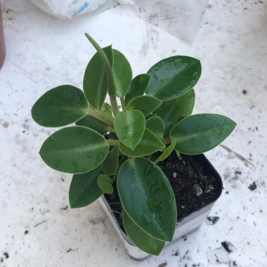 Peperomia glabella