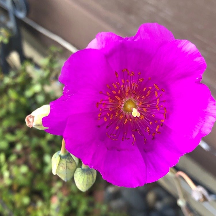 Plant image Calandrinia spectabilis syn. Calandrinia grandiflora