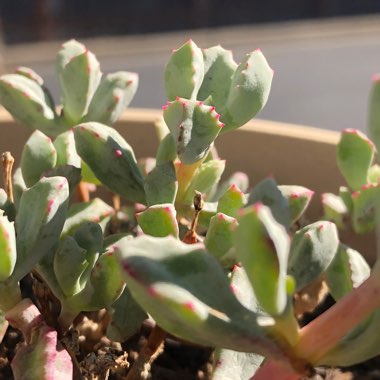 Oscularia deltoides syn. Lampranthus deltoides